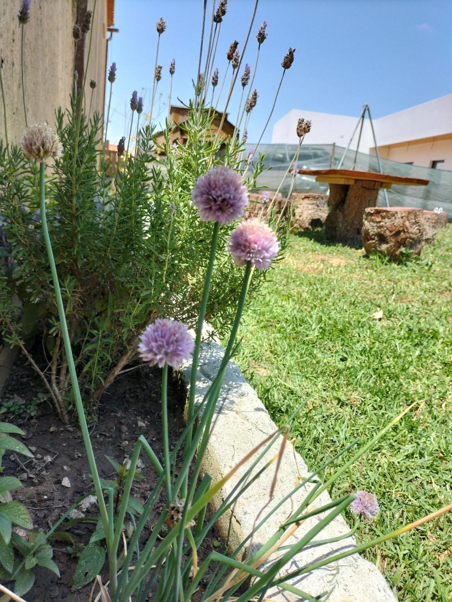 Dinocamp Konuk evi Lourinhã Dış mekan fotoğraf